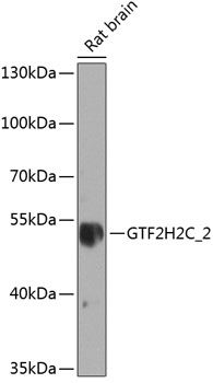 GTF2H2C_2 antibody