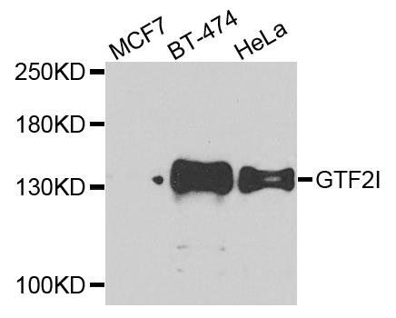 GTF2I antibody