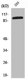 GTF2IRD1 Antibody