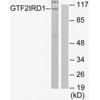 GTF2IRD1 Antibody
