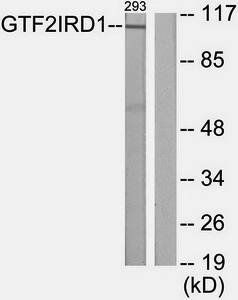 GTF2IRD1 antibody