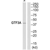 GTF3A antibody