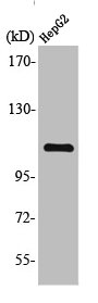 GTF3C2 antibody