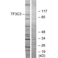 GTF3C3 antibody