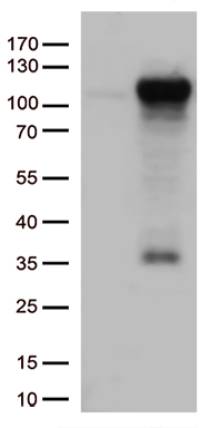 GTF3C4 antibody