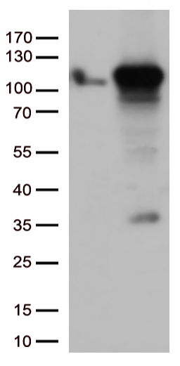 GTF3C4 antibody