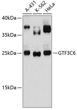 GTF3C6 antibody