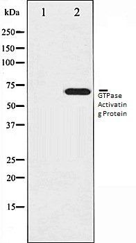 GTPase Activating Protein antibody