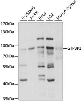 GTPBP1 antibody