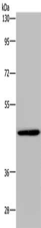 GTPBP10 antibody