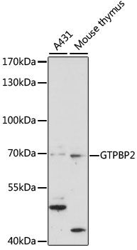 GTPBP2 antibody