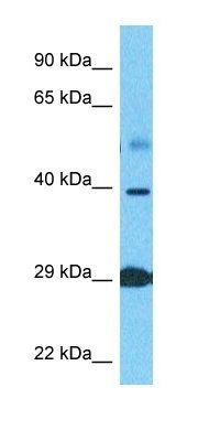 GTPC1 antibody