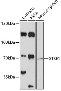 GTSE1 antibody