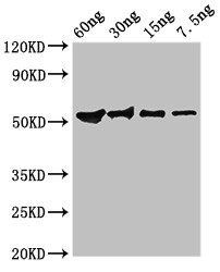 Guanine nucleotide-binding protein subunit beta-like protein antibody