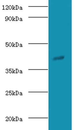Guanine nucleotide-binding protein G(o) subunit alpha antibody