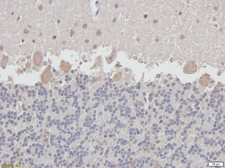 Guanylate Cyclase beta1 subunit antibody