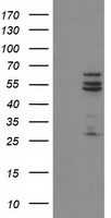 Guanylate kinase (GUK1) antibody