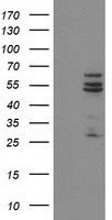 Guanylate kinase Antibody