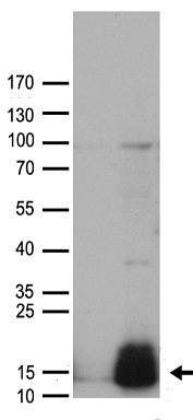Guanylin (GUCA2A) antibody