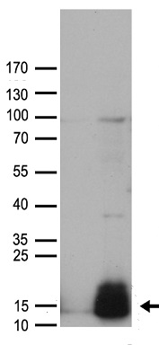 Guanylin Antibody