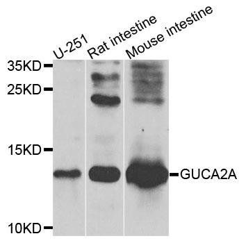 GUCA2A antibody