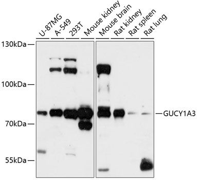 GUCY1A3 antibody