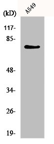 GUCY1A3 Antibody