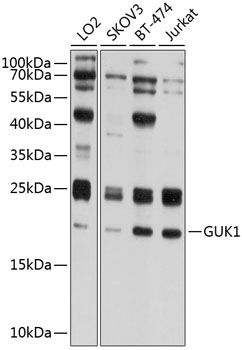 GUK1 antibody