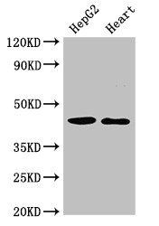 GULP1 antibody