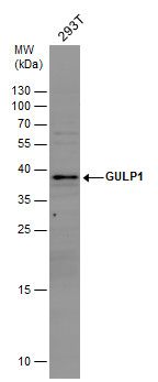 GULP1 antibody