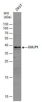 GULP1 antibody [C2C3], C-term