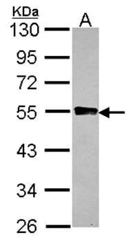 GYG2 antibody