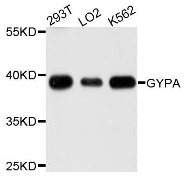 GYPA antibody