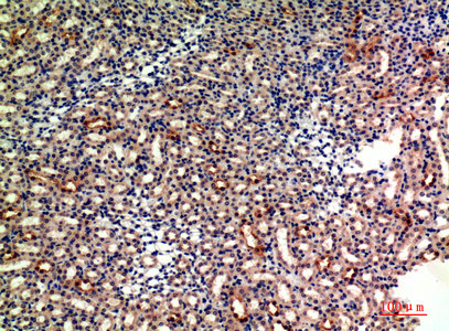 GYPA antibody