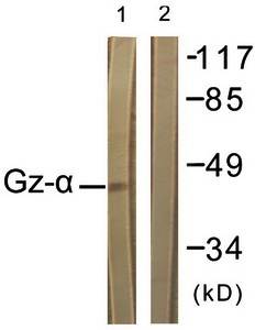 Gz-alpha antibody