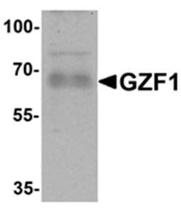 GZF1 Antibody