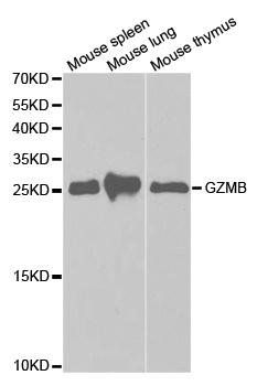 GZMB antibody