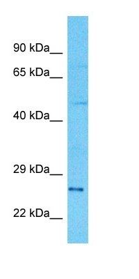 GZMH antibody