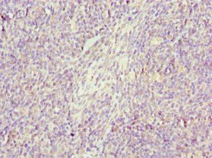 GZMH Antibody