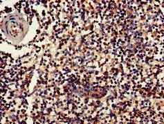 GZMK Antibody