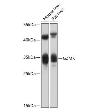 GZMK antibody