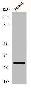 GZMK antibody