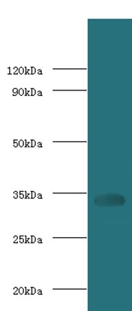 H-2 class II histocompatibility gamma chain antibody (Biotin)