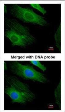 H-Ras antibody