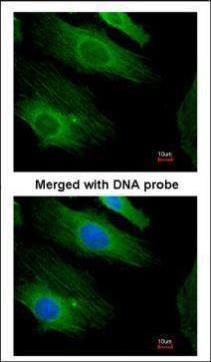 H-RAS antibody