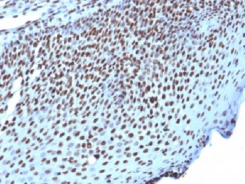 Histone H1 (Pan Nuclear Marker) Antibody