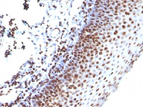 Histone H1 (Pan Nuclear Marker) Antibody