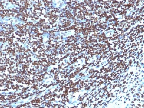 Histone H1 (Pan Nuclear Marker) Antibody
