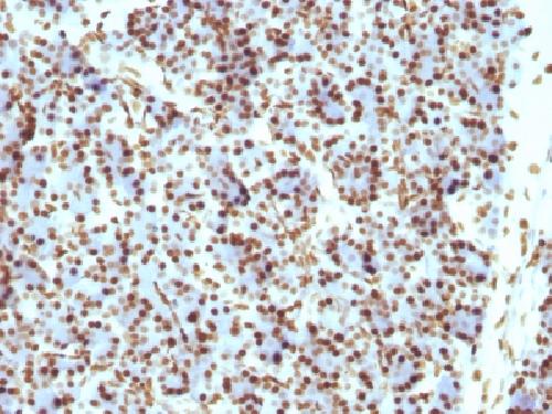 Histone H1 (Pan Nuclear Marker) Antibody