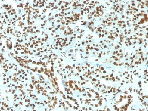 Recombinant Histone H1 (Pan Nuclear Marker) Antibody